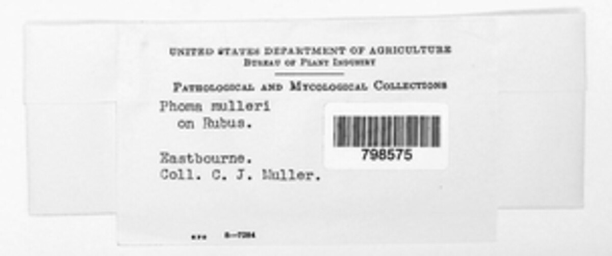Phomopsis muelleri image